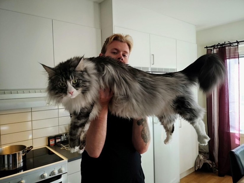 10 Photos That Explain Why The Internet Has Gone Crazy About Maine Coons