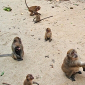 10 places where exotic animals live instead of pigeons