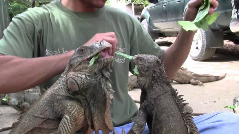 10 places where exotic animals live instead of pigeons