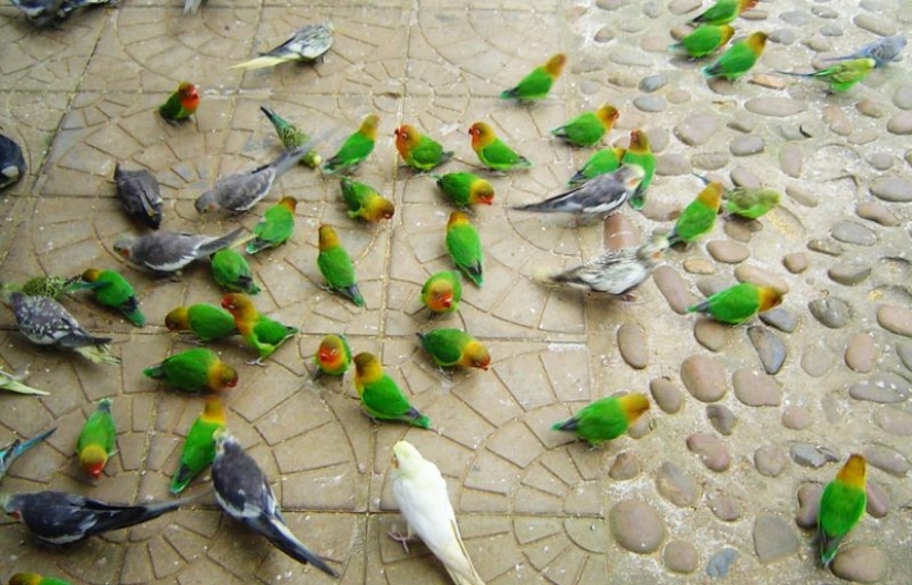 10 places where exotic animals live instead of pigeons