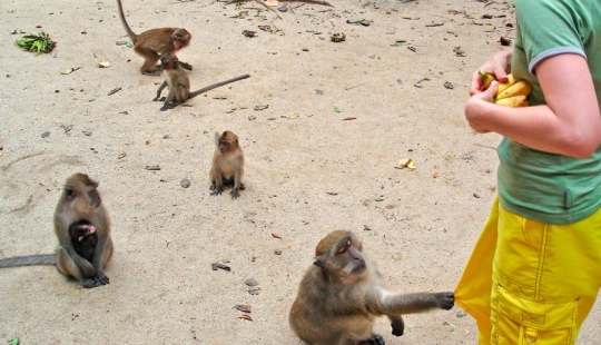 10 places where exotic animals live instead of pigeons