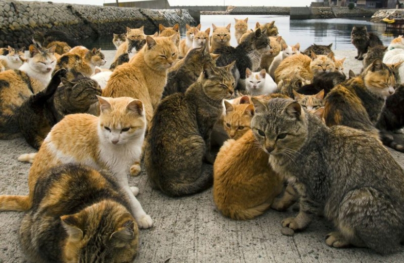 10 places where exotic animals live instead of pigeons