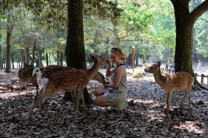 10 places where exotic animals live instead of pigeons