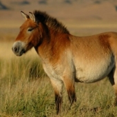 10 rare animals that are almost impossible to see in the wild