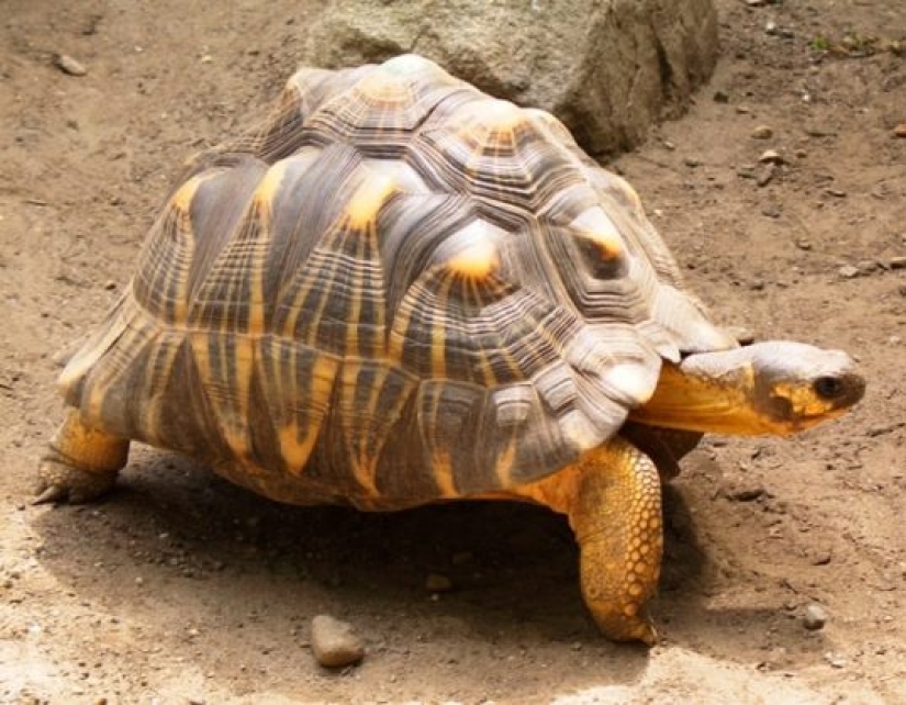 10 rare animals that are almost impossible to see in the wild 10 rare animals that are almost impossible to see in the wild