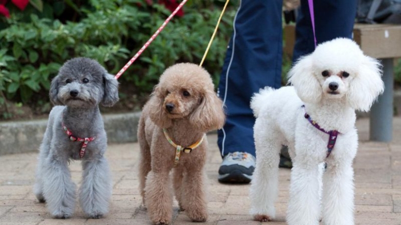 10 razas de perros ¡Ideales para un departamento! 10 razas de perros ¡Ideales para un departamento!