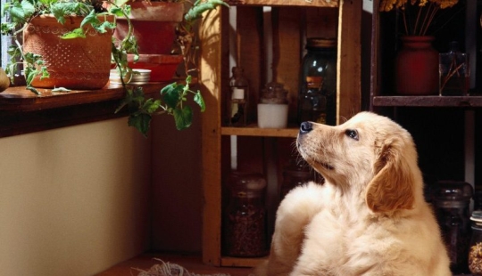 10 razas de perros ¡Ideales para un departamento! 10 razas de perros ¡Ideales para un departamento!