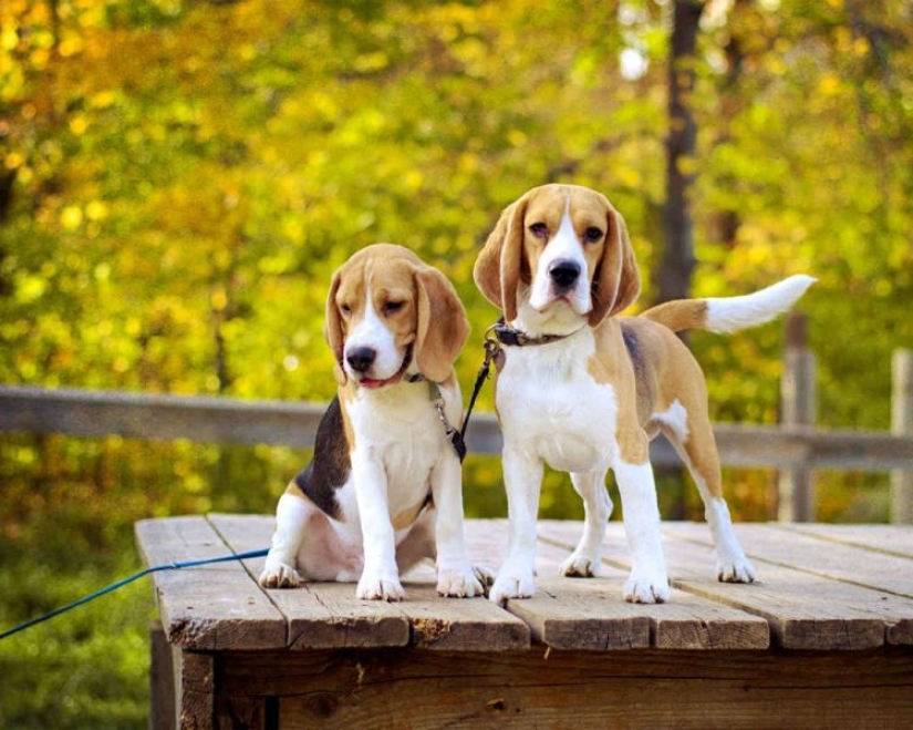 10 razas de perros ¡Ideales para un departamento! 10 razas de perros ¡Ideales para un departamento!