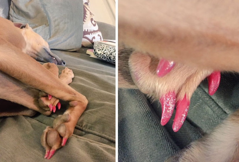 10 razones para no dejar a los niños solos con las mascotas