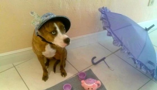 10 reasons not to leave children alone with pets