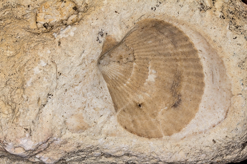 10 revolutionary ideas of Leonardo da Vinci 10 revolutionary ideas of Leonardo da Vinci