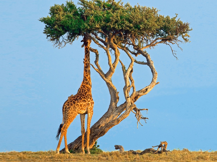 10 Surprising Facts About Giraffes