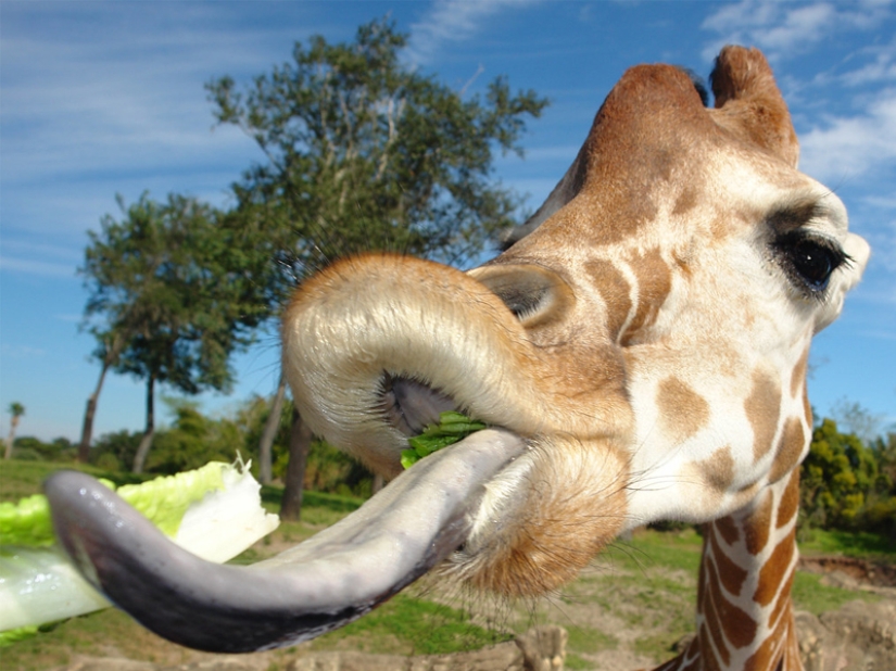 10 Surprising Facts About Giraffes