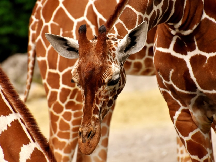 10 Surprising Facts About Giraffes