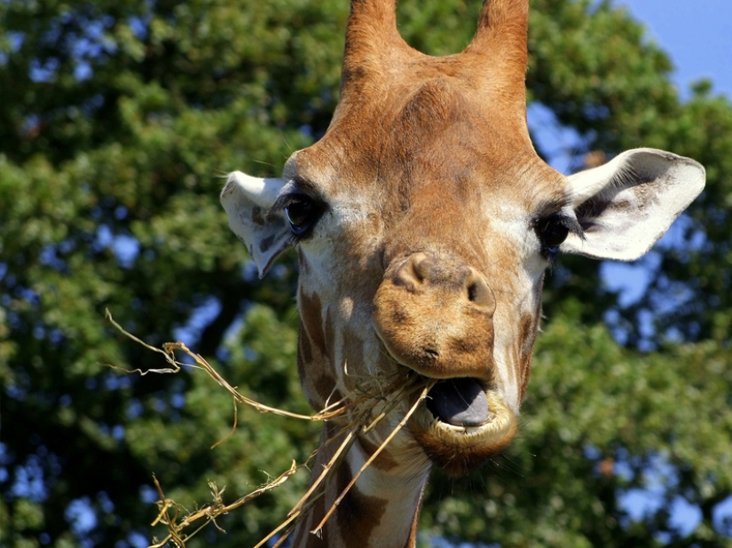 10 Surprising Facts About Giraffes