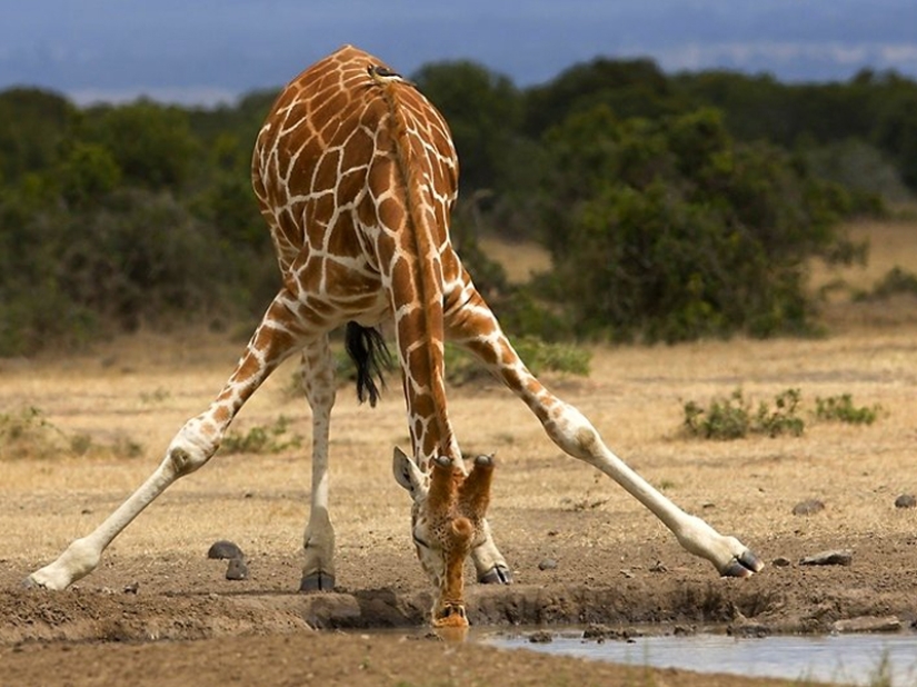 10 Surprising Facts About Giraffes