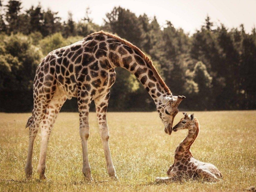 10 Surprising Facts About Giraffes
