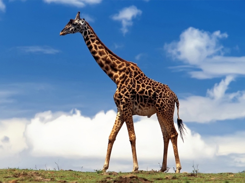 10 Surprising Facts About Giraffes