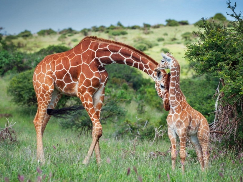 10 Surprising Facts About Giraffes