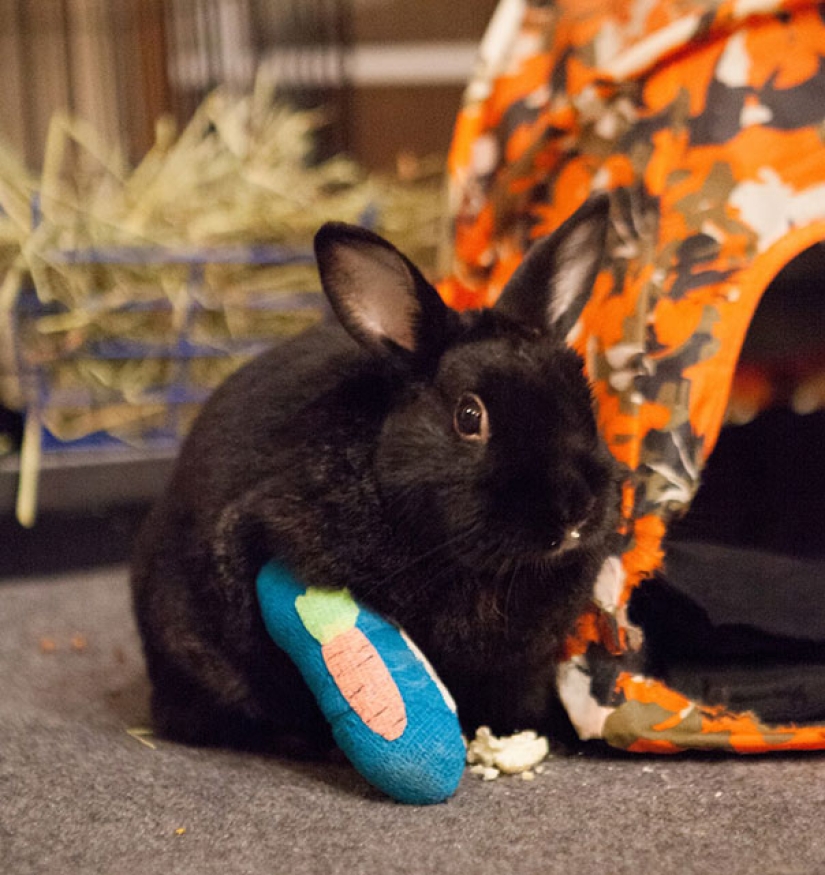 10 tiny animals in miniature plaster casts 10 tiny animals in miniature plaster casts