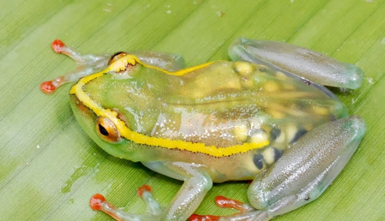 10 Transparent Animals That Actually Exist