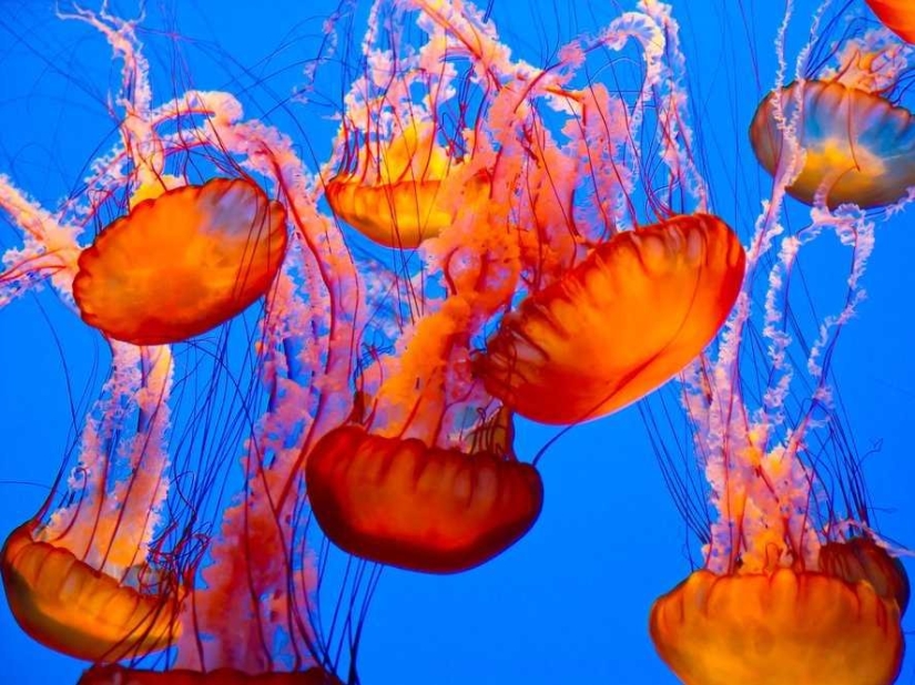 10 trucos de vida populares de Internet que en realidad son una completa tontería