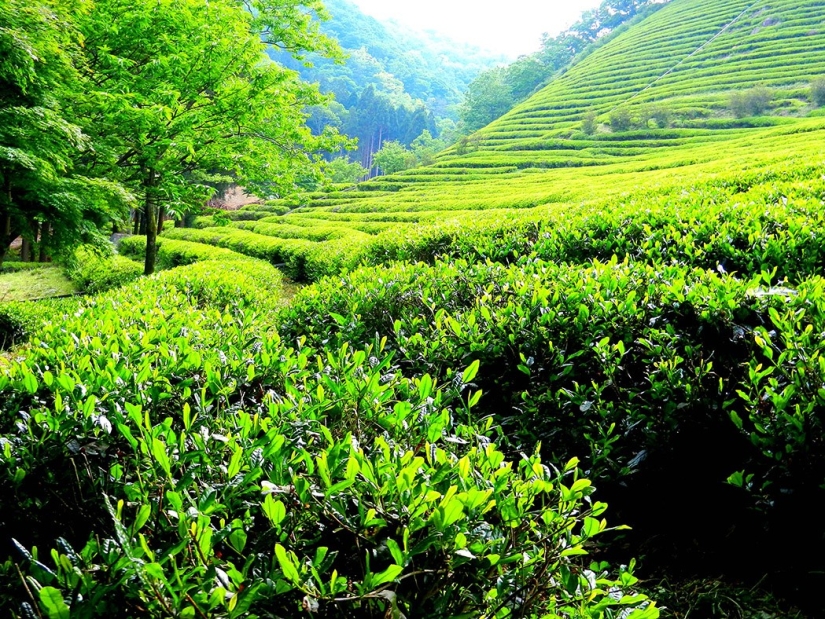 10 useful properties of green tea