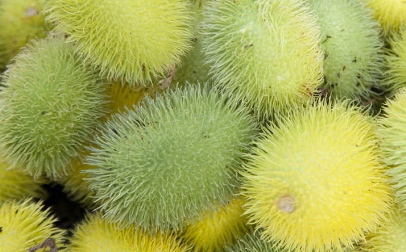 10 variedades de pepinos de las que ni siquiera has oído hablar 10 variedades de pepinos de las que ni siquiera has oído hablar