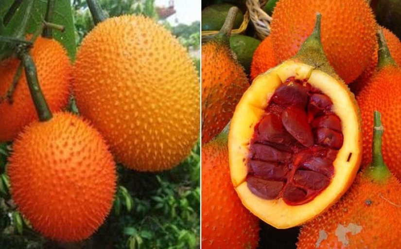 10 variedades de pepinos de las que ni siquiera has oído hablar 10 variedades de pepinos de las que ni siquiera has oído hablar