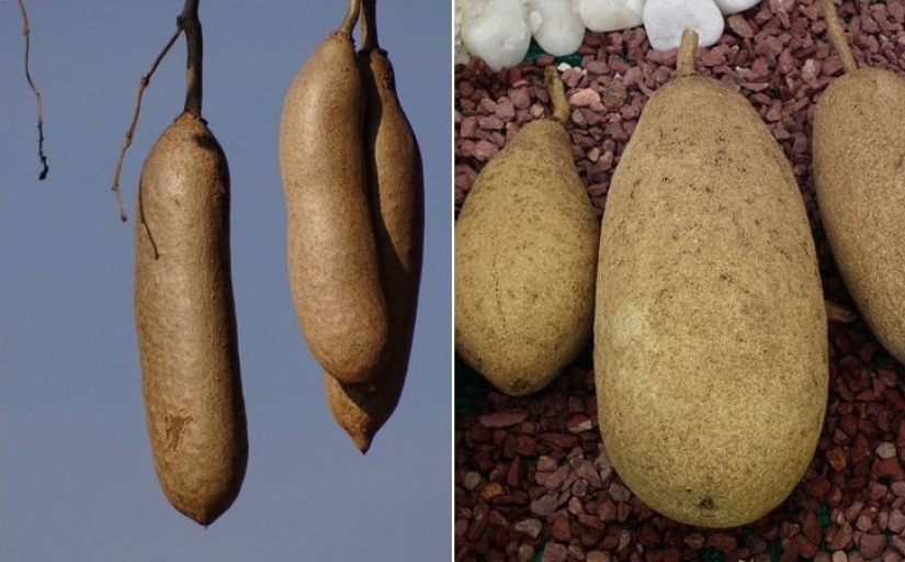 10 variedades de pepinos de las que ni siquiera has oído hablar 10 variedades de pepinos de las que ni siquiera has oído hablar