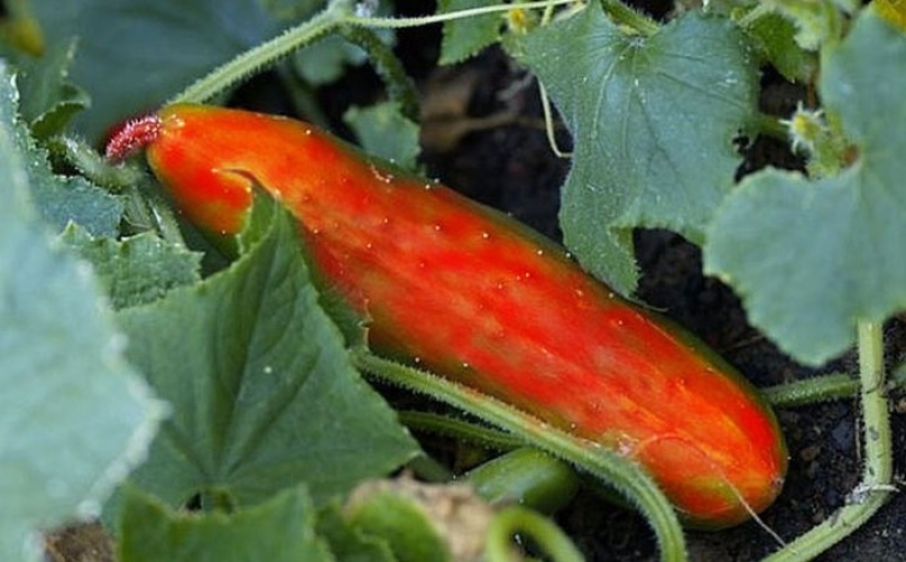 10 varieties of cucumbers that you haven't even heard of 10 varieties of cucumbers that you haven't even heard of