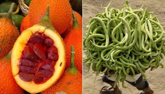 10 varieties of cucumbers that you haven't even heard of