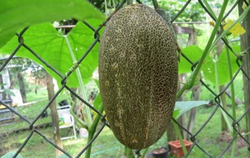 10 varieties of cucumbers that you haven't even heard of 10 varieties of cucumbers that you haven't even heard of