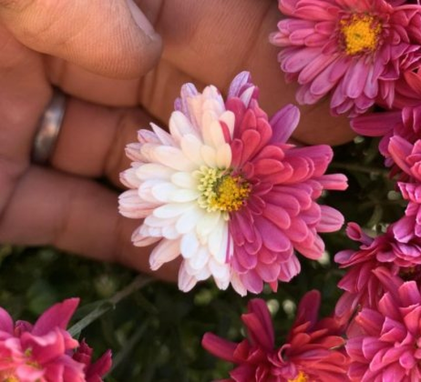 10 veces que la madre naturaleza nos sorprendió con sus obras de arte