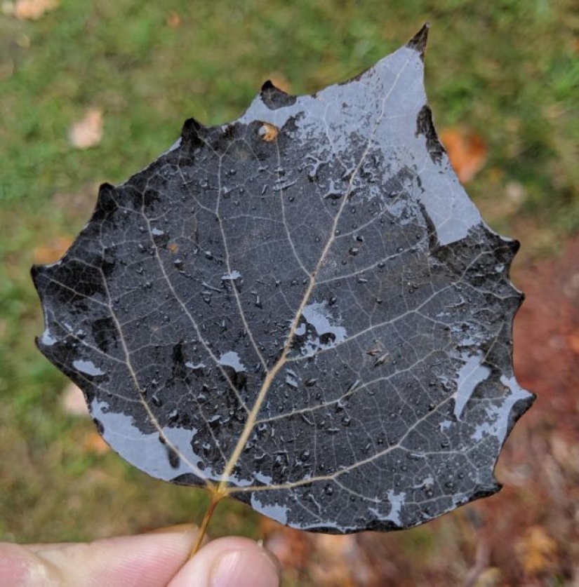 10 veces que la madre naturaleza nos sorprendió con sus obras de arte