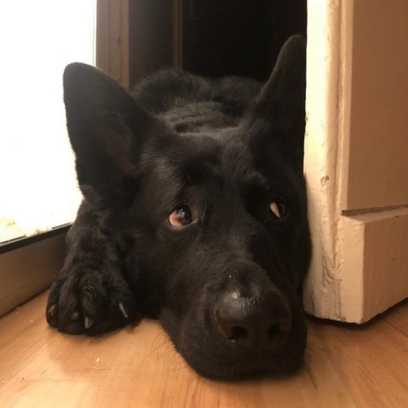 11 animales cuyos ojos hablan más que mil palabras