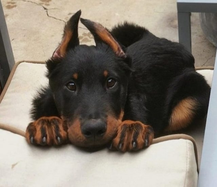 11 animales cuyos ojos hablan más que mil palabras