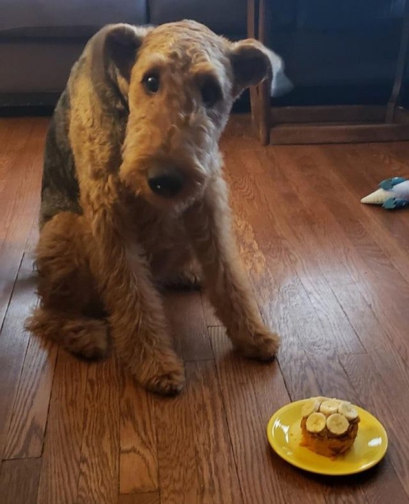 11 animales cuyos ojos hablan más que mil palabras