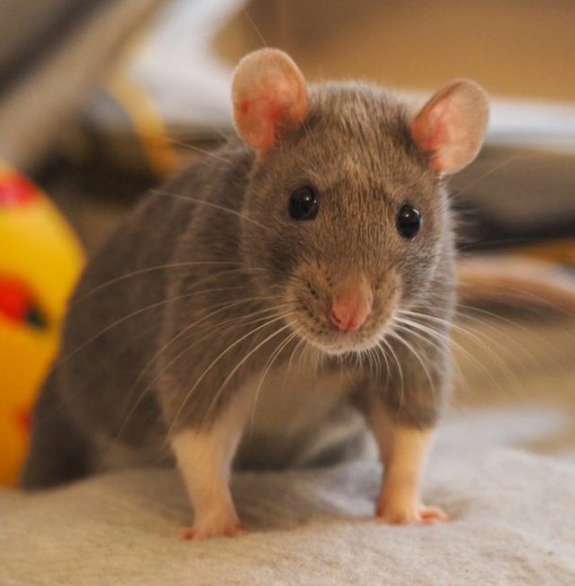 11 animales cuyos ojos hablan más que mil palabras