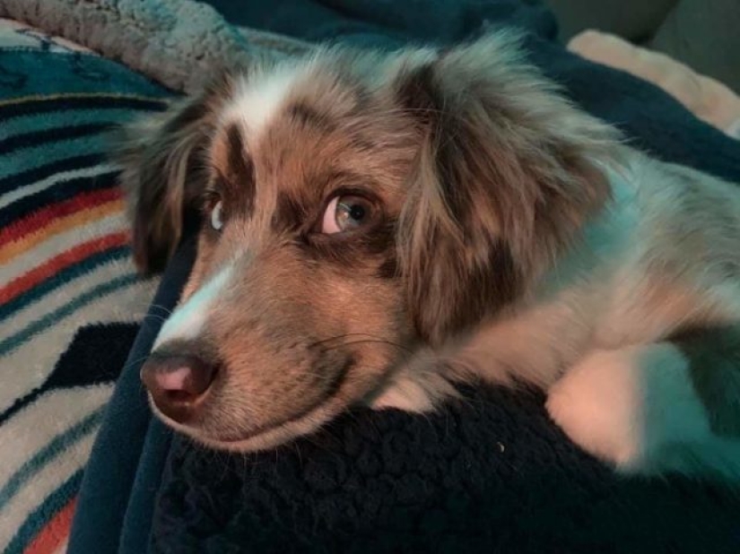 11 animales cuyos ojos hablan más que mil palabras