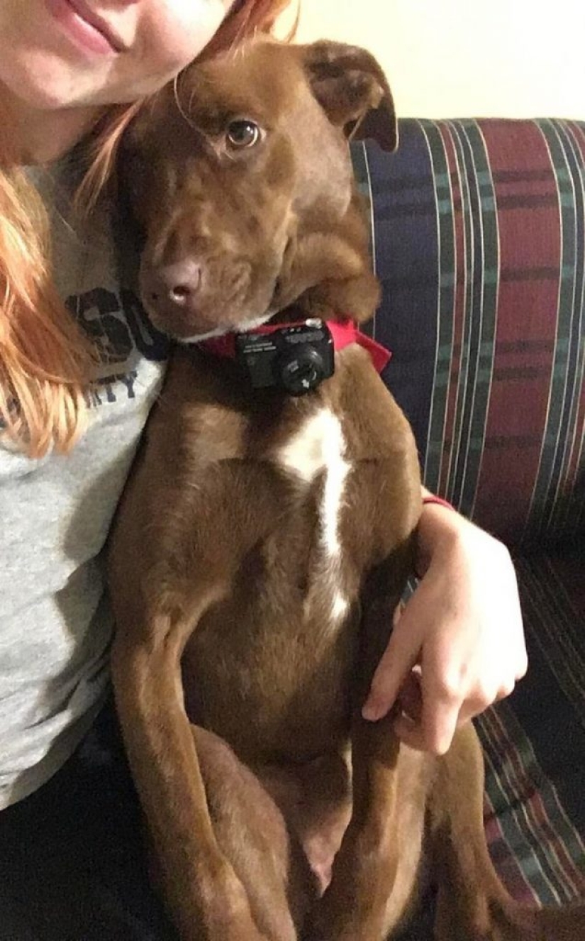 11 animales cuyos ojos hablan más que mil palabras