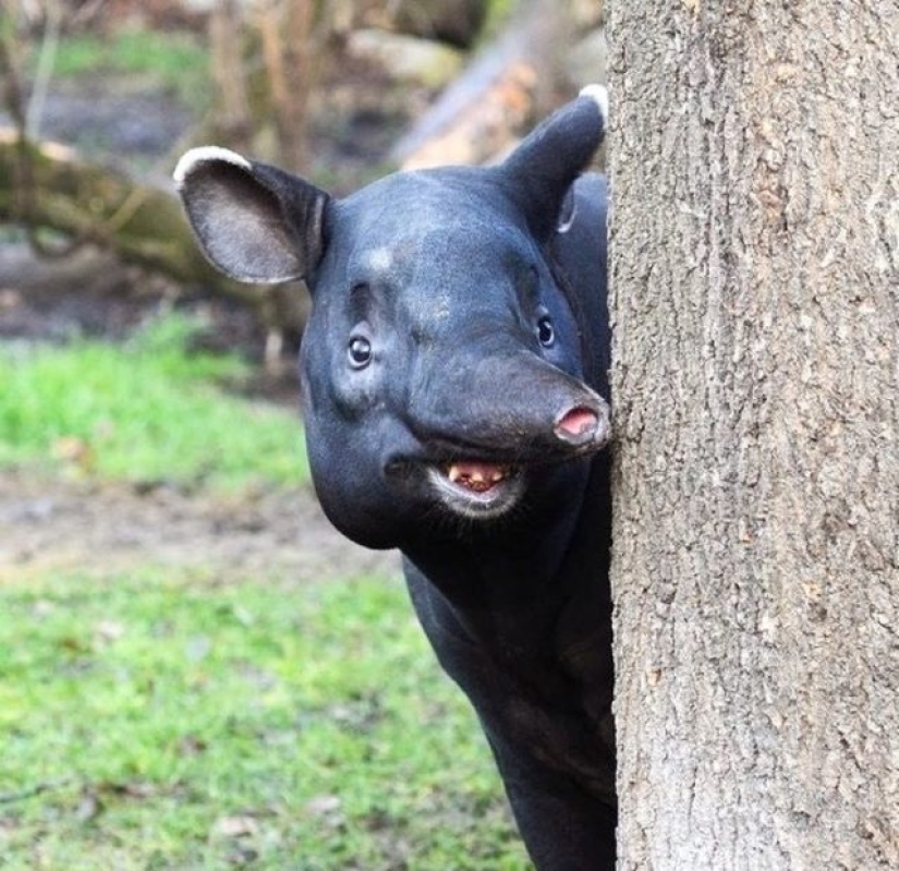 11 animales que no pudieron aceptar la genética 11 animales que no pudieron aceptar la genética
