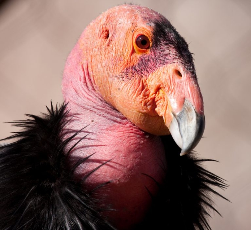 11 animales que no pudieron aceptar la genética 11 animales que no pudieron aceptar la genética