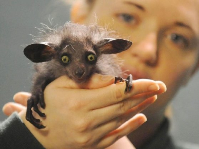 11 animales que no pudieron aceptar la genética 11 animales que no pudieron aceptar la genética