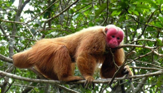 11 animales que no pudieron aceptar la genética