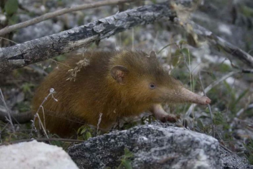 11 animals that couldn't come to terms with genetics