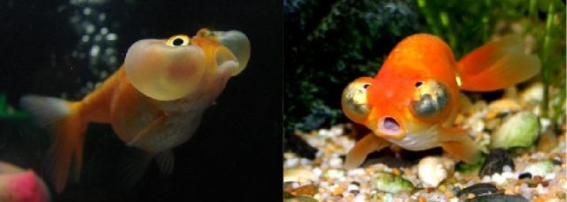 11 animals that couldn't come to terms with genetics