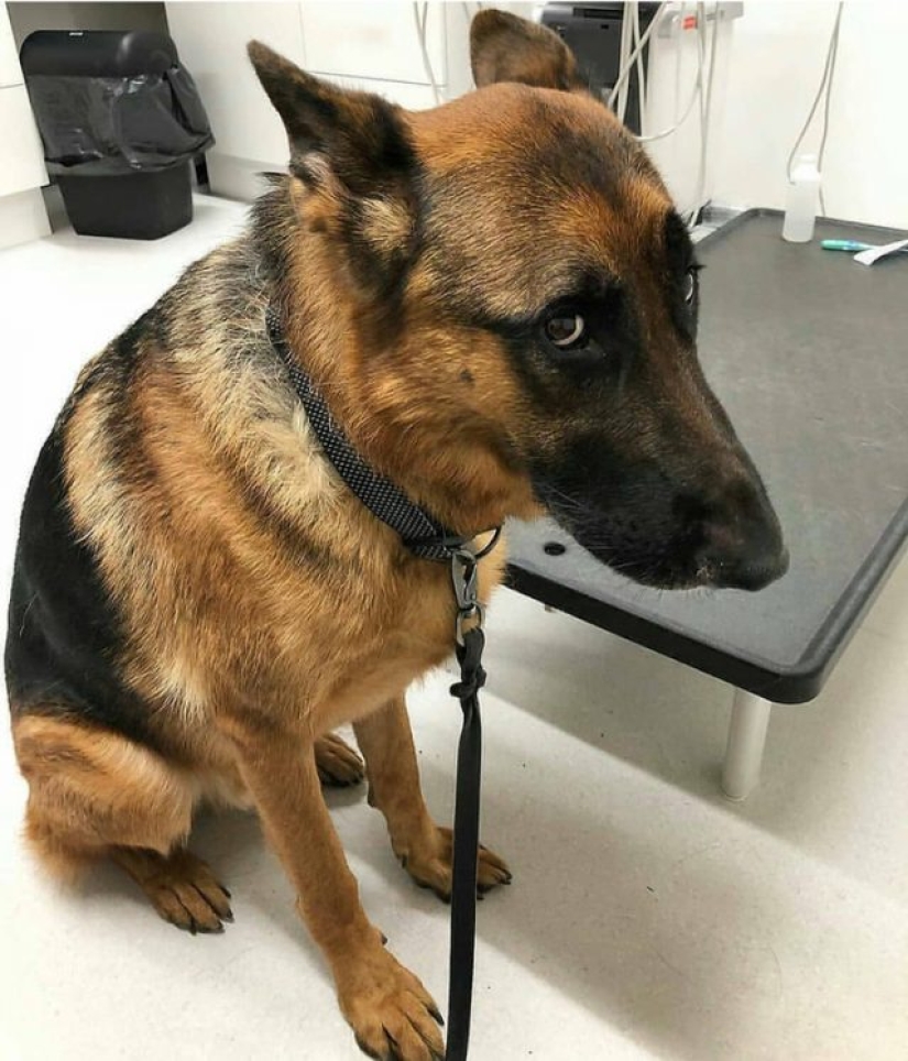 11 animals whose eyes speak louder than a thousand words