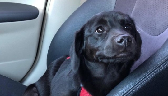 11 animals whose eyes speak louder than a thousand words