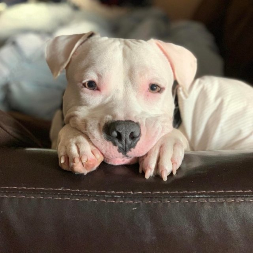 11 animals whose eyes speak louder than a thousand words